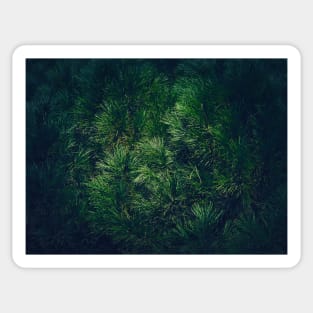 dark green pine texture Sticker